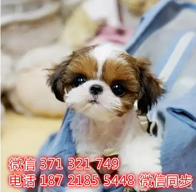  西施出售宠物狗狗宠物市场狗狗图片买卖狗狗采