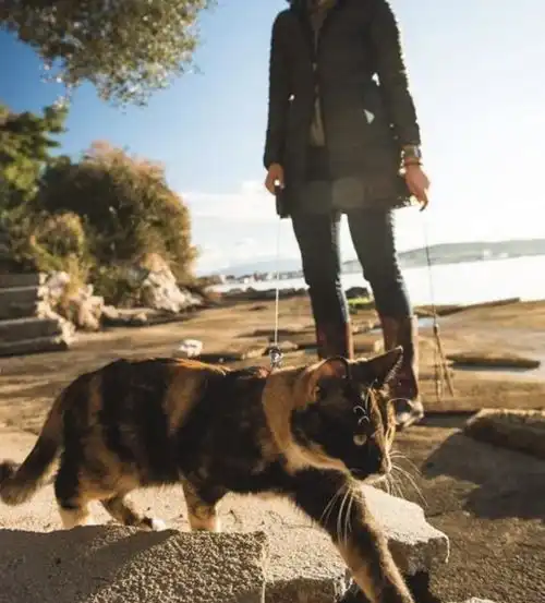 不仅碰瓷,还想白嫖主动跳上车的猫咪能有啥坏心思呢 不仅碰瓷,还想白嫖主动跳上车的猫咪能有啥坏心思呢