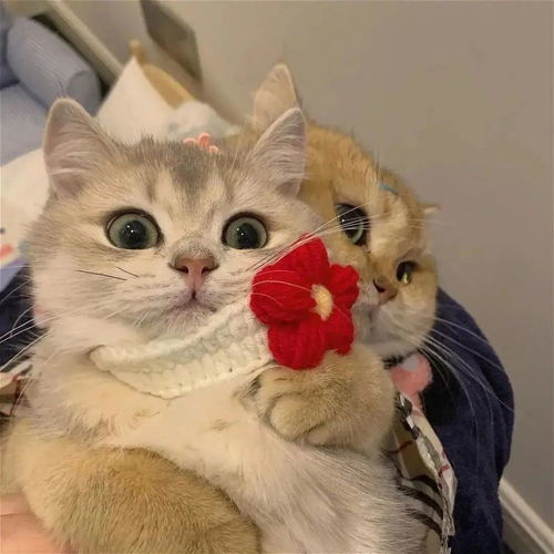 头像猫咪图片情侣头像情