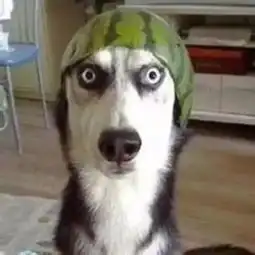  养柴犬和哈士奇的区别,10000人次都在围观