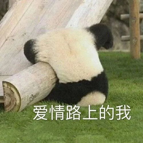  表情包年纪大了经不起凶,只能被宠