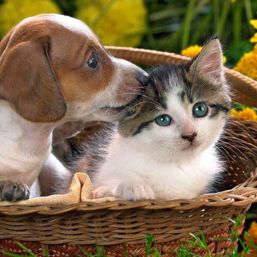 女生猫猫狗狗头像