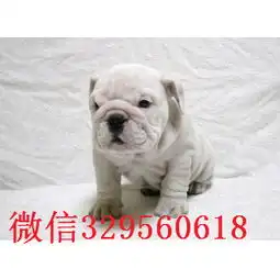  大港哪里有卖斗牛犬的纯种白色英国斗牛犬斗牛犬图片英国斗牛犬多少钱一只
