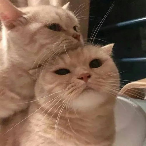  猫咪情侣头像