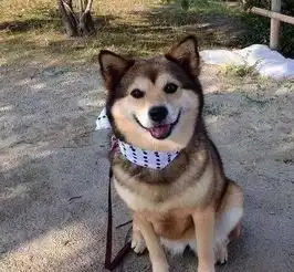  柴犬和哈士奇的混血柴,你知道是什么样的吗