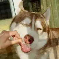  柴犬头像情侣头像微信头像图片大全