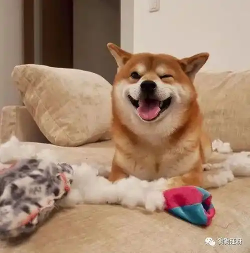 哈士奇和柴犬情侣头像ku
