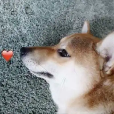 可人幽默的猫狗伴侣头像 可人幽默的猫狗伴侣头像