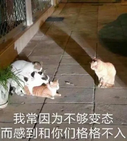  我的收藏