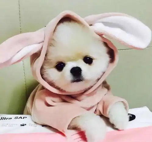  3分钟了解一下狗粮的发展史,看完你就不用担心狗粮是什么做的了