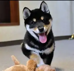  出售纯种日本柴犬幼犬黑色柴犬活体都有