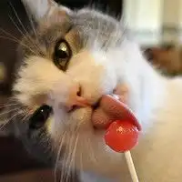  萌宠头像女生卡通手绘微信头像图片大全