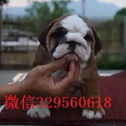 阜阳大鼻筋英国斗牛犬出售黄白花英斗多少钱一只斗牛犬图片斗牛犬价格