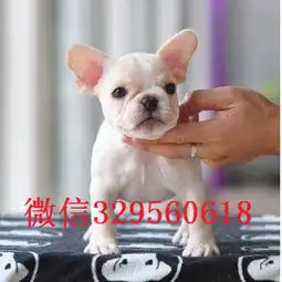 斗牛犬情侣头像接水管