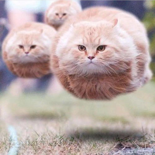  大胆竟敢拿本喵的脸当画画素材