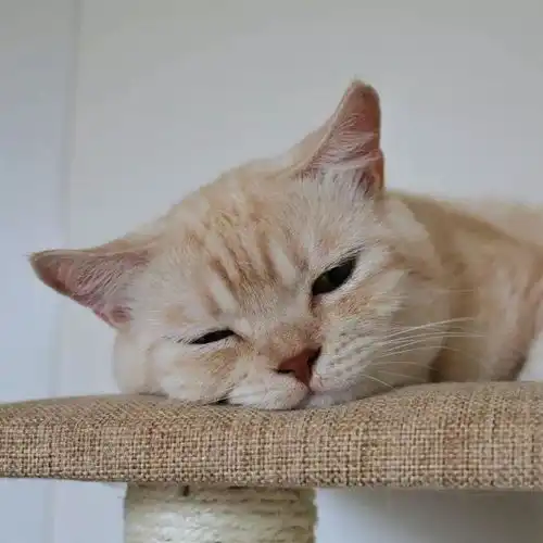  日本一妹子养了只总是犯困的橘猫,每次晒照都能吸引数万网友围观吸猫