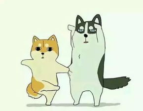  喜欢猫猫狗狗的小伙伴不可错过的萌宠情侣头像