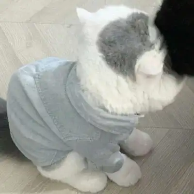  微信头像可爱猫猫咪可爱高清头像图片
