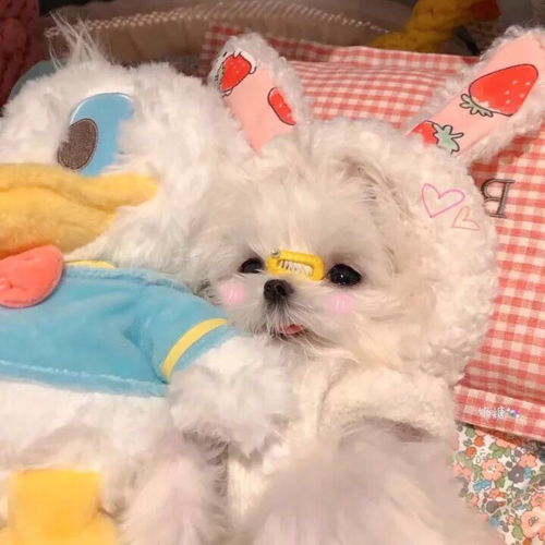  可以么可以