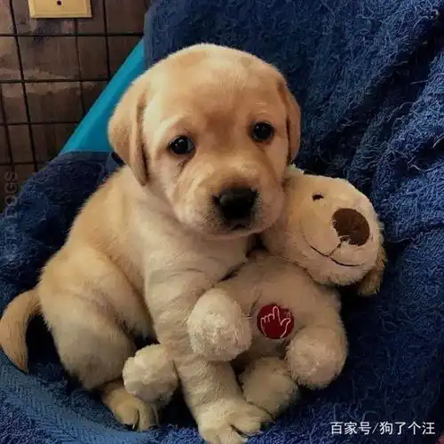 单身狗薯片情侣头像长高