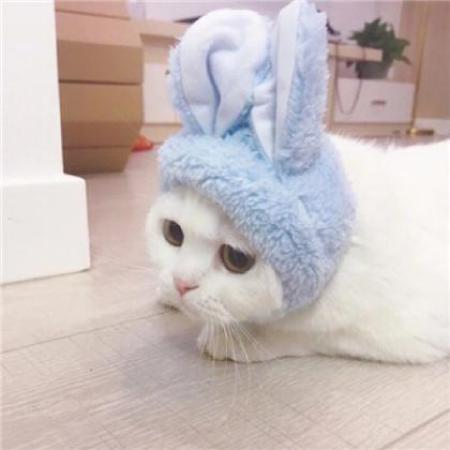  情侣动物头像超萌一对,可爱的小猫咪萌化人心的