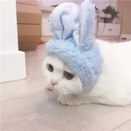  情侣动物头像超萌一对,可爱的小猫咪萌化人心的