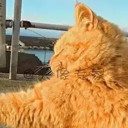  朋友圈超火的情侣头像