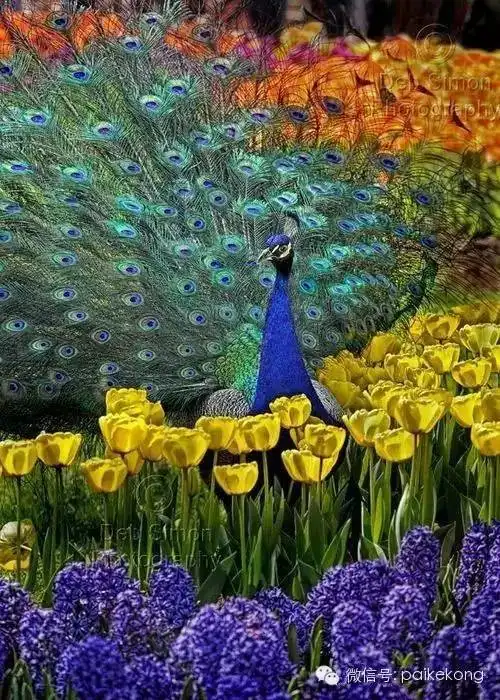  从未见过的蓝白孔雀开屏,美丽之极