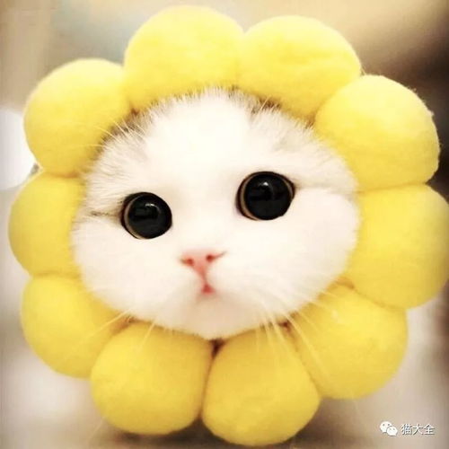  护眼宝典猫咪结膜炎防治全知道