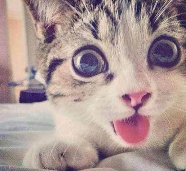  猫星人的可爱没有极限,吐舌卖萌实在太犯规了