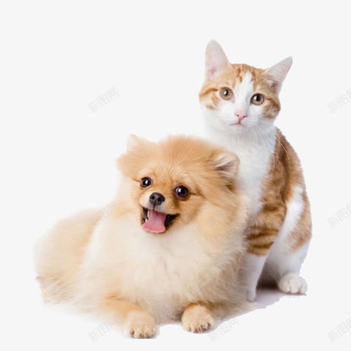  猫狗宠物猫小狗小猫狗猫猫和狗猫咪元素免抠png设计图片免费下载页面网页平面电商创意素材狂欢元素素材