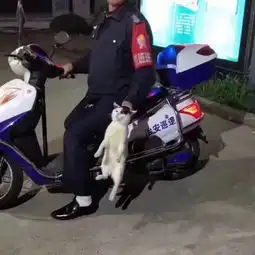  男子心情不好随手砸车以为砸的是众泰结果是保时捷