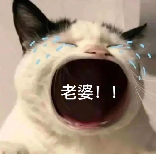  猫咪大哭大嘴表情包快发你的爸爸妈妈姐妹男女朋友吧已更新