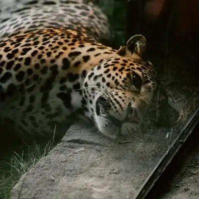  金钱豹微信头像,金钱豹微信头像图片