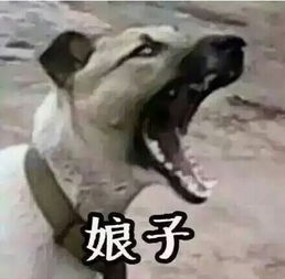 情侣头像女跟狗表情包