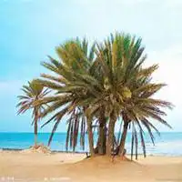 微信椰子树头像高清椰子树微信头像  微信椰子树头像高清椰子树微信头像