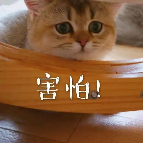 沙雕头像情侣真人猫咪