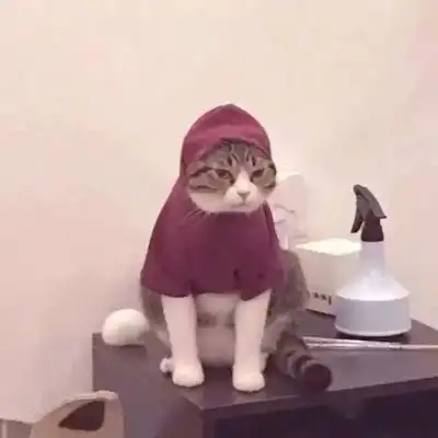  猫咪头像可爱图片萌宠猫咪图片大全可爱