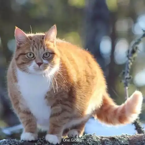 找情侣头像的另一张橘猫