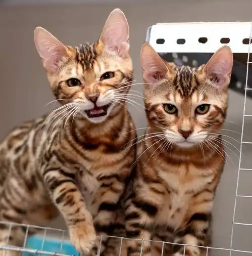  世界上12种最漂亮的猫,最后一种很少见