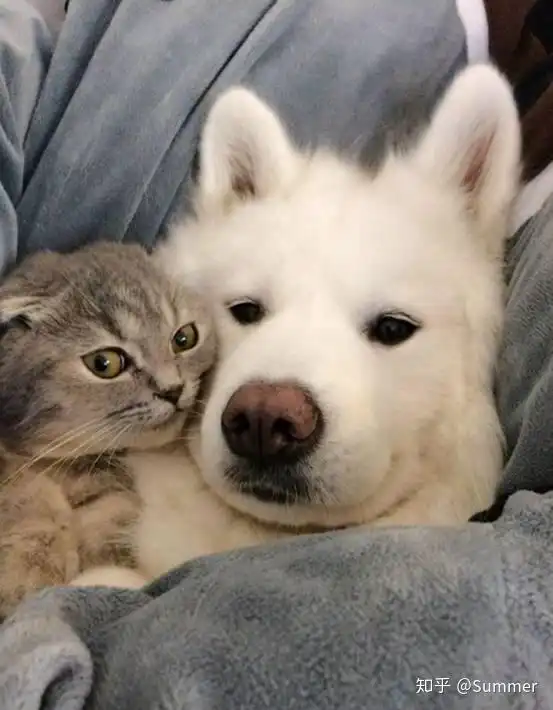  猫狗可以和平相处吗