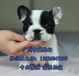  中山犬舍正规狗场出售纯种法国斗牛犬中山法国斗牛价格