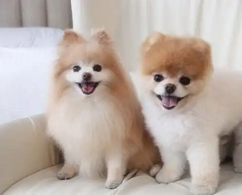 呆萌的宠物狗 呆萌的宠物狗