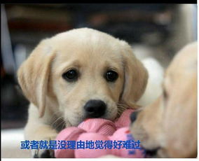  情侣吵架女生大喊上课想睡觉