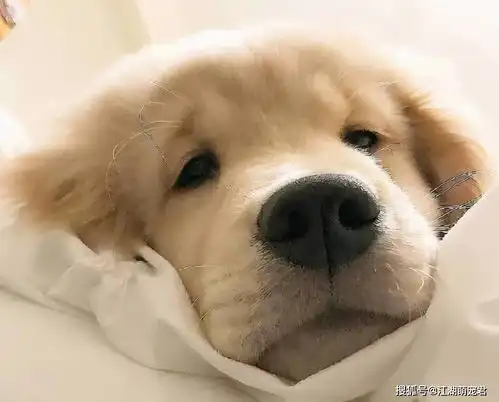  这5种养狗方法,在狗狗看来,就像酷刑