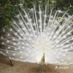 白孔雀开屏微信头像