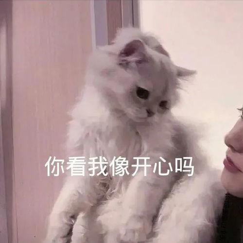  表情包有艺有茅屋
