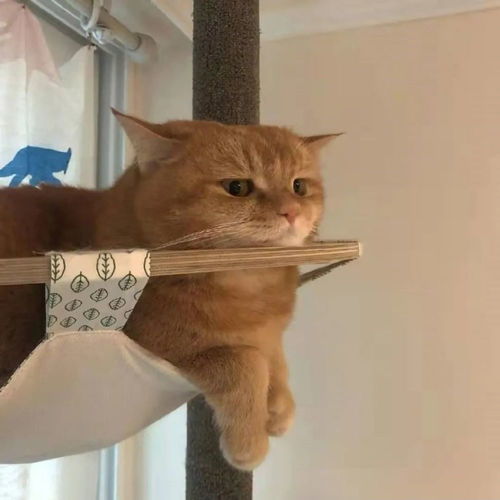  致郁萌物颓废的猫
