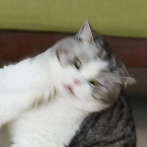 头像猫咪图片情侣头像猫