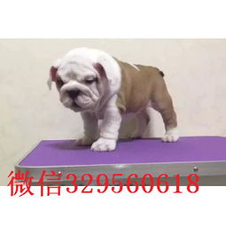  湖州哪里有卖斗牛犬的纯种健康英国斗牛犬价格斗牛犬图片高品质英国斗牛犬犬舍